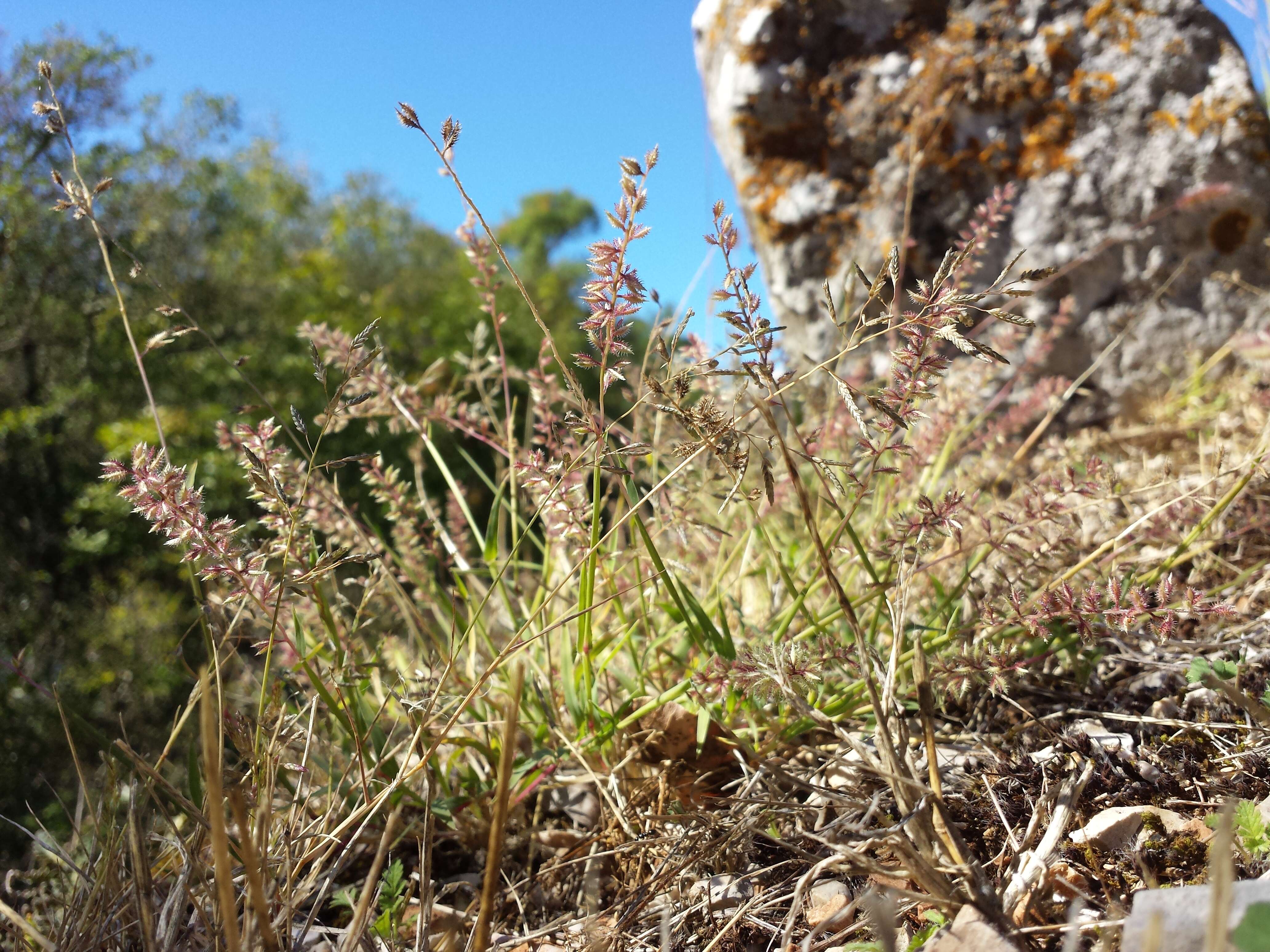 Image of stalked bur grass