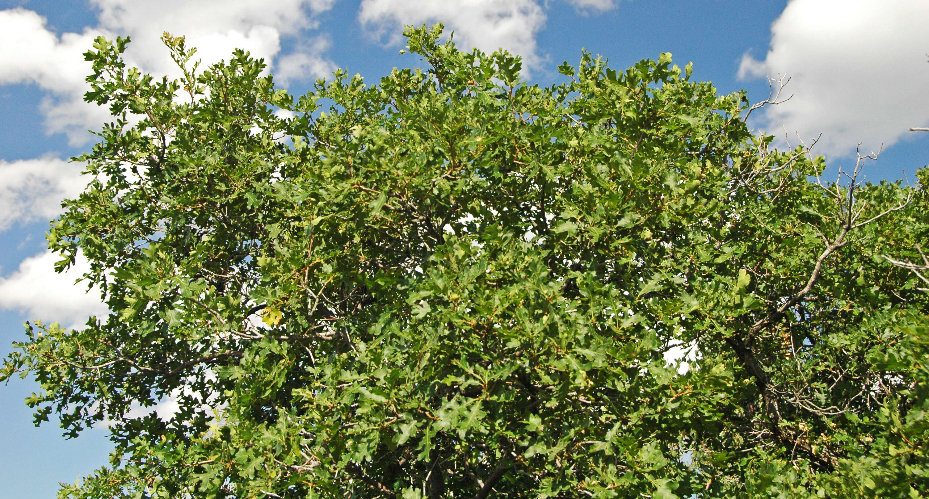 Image of Gambel Oak