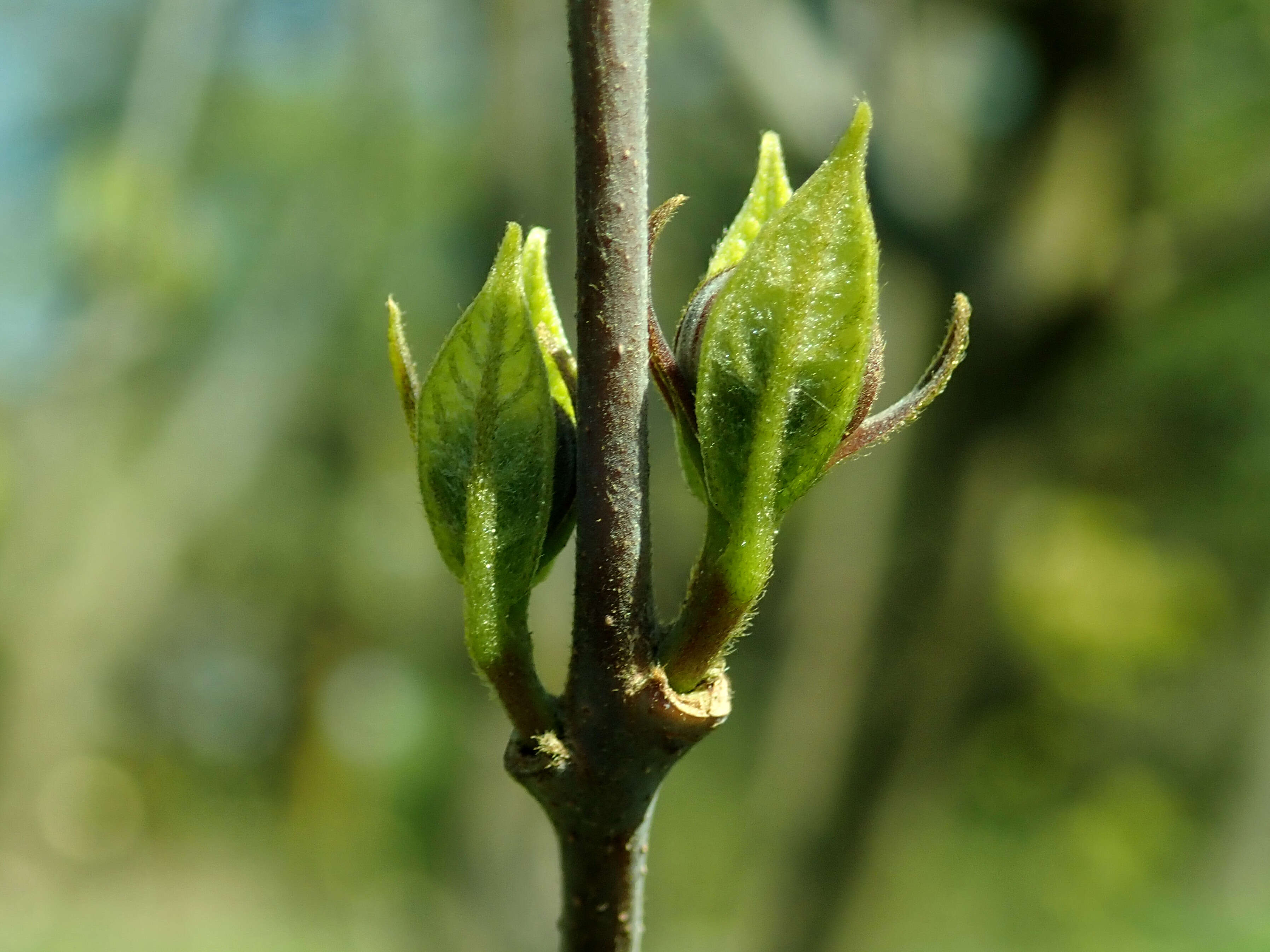 Image de Calycanthus floridus L.