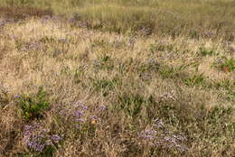 Image of Mediterranean sea lavender