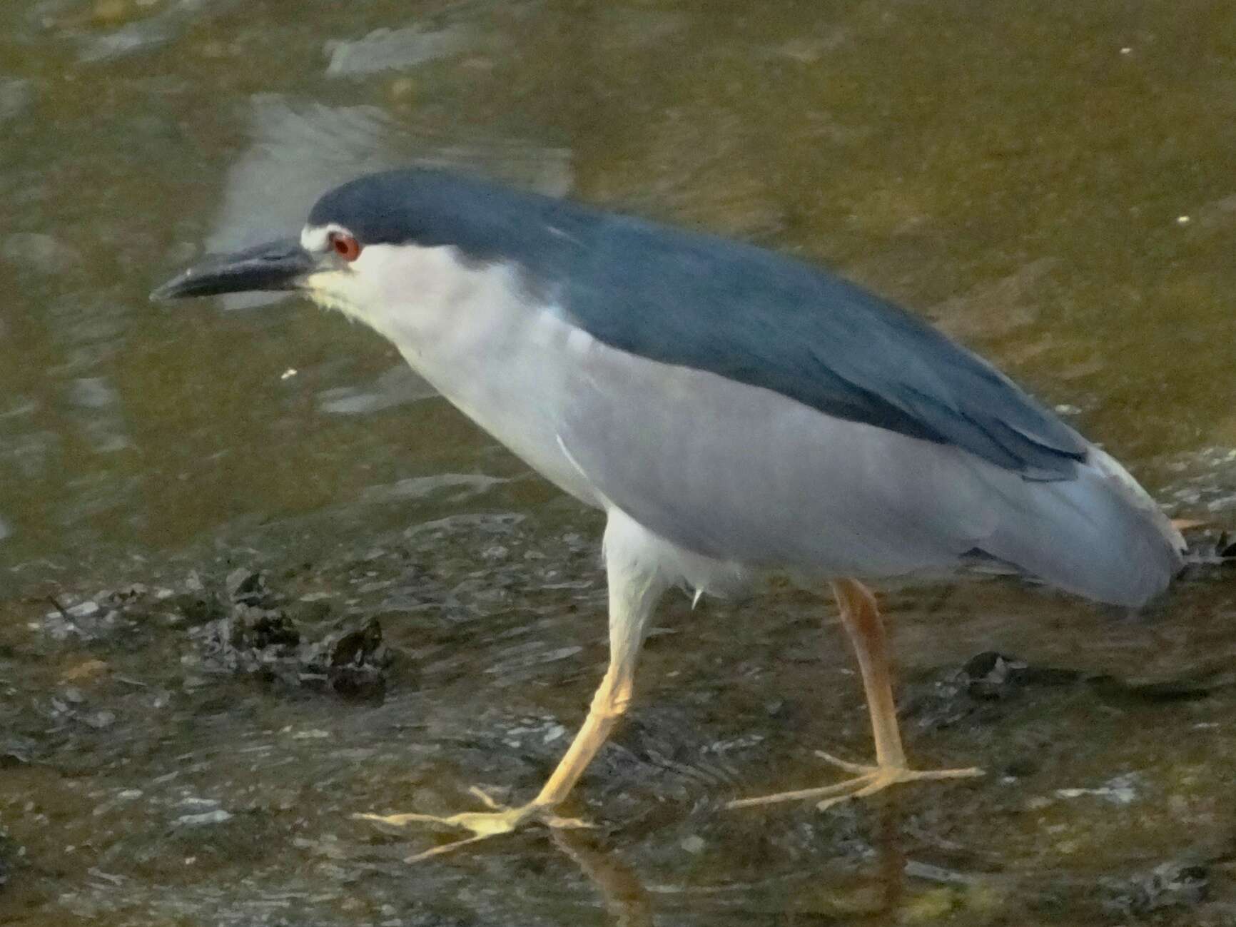 Image of Night Herons