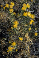 Image de Pteronia pallens L. fil.