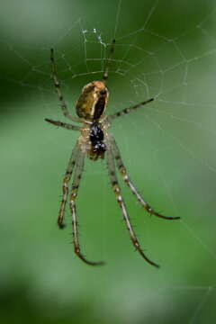 Image of Araneus