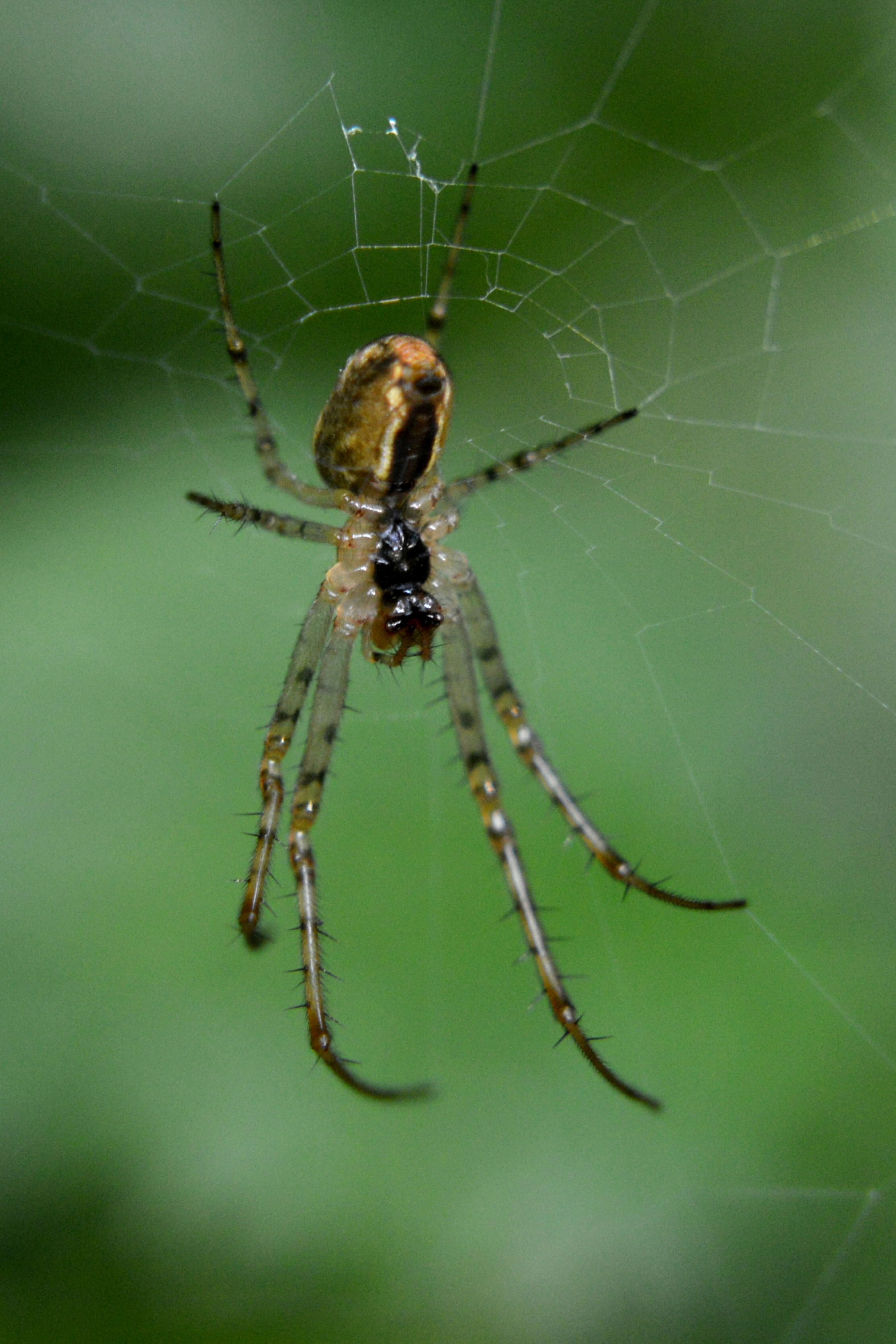 Image of Araneus