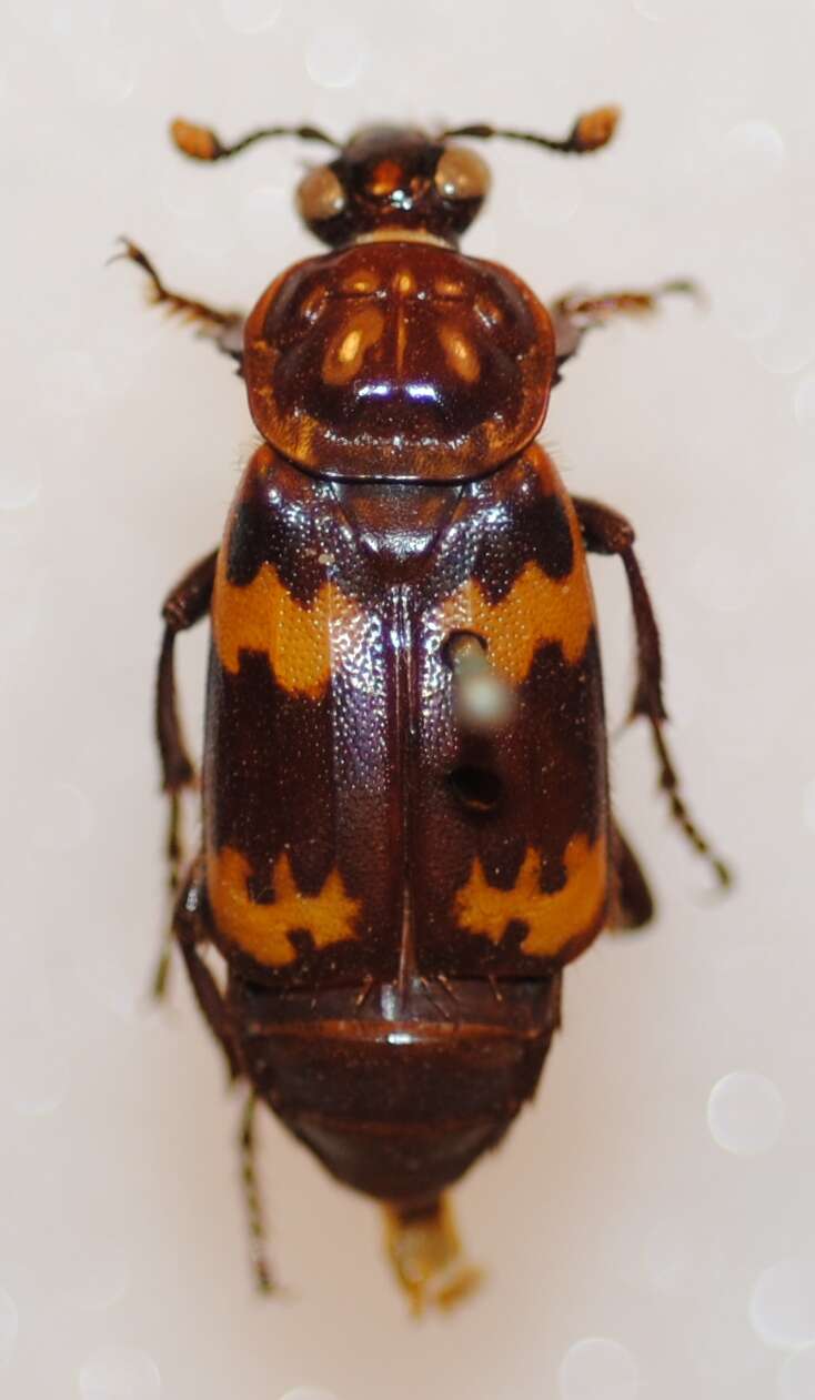 Image of Nicrophorus (Nicrophorus) maculifrons (Kraatz 1877)