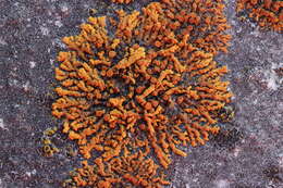 Image of elegant orange wall lichen