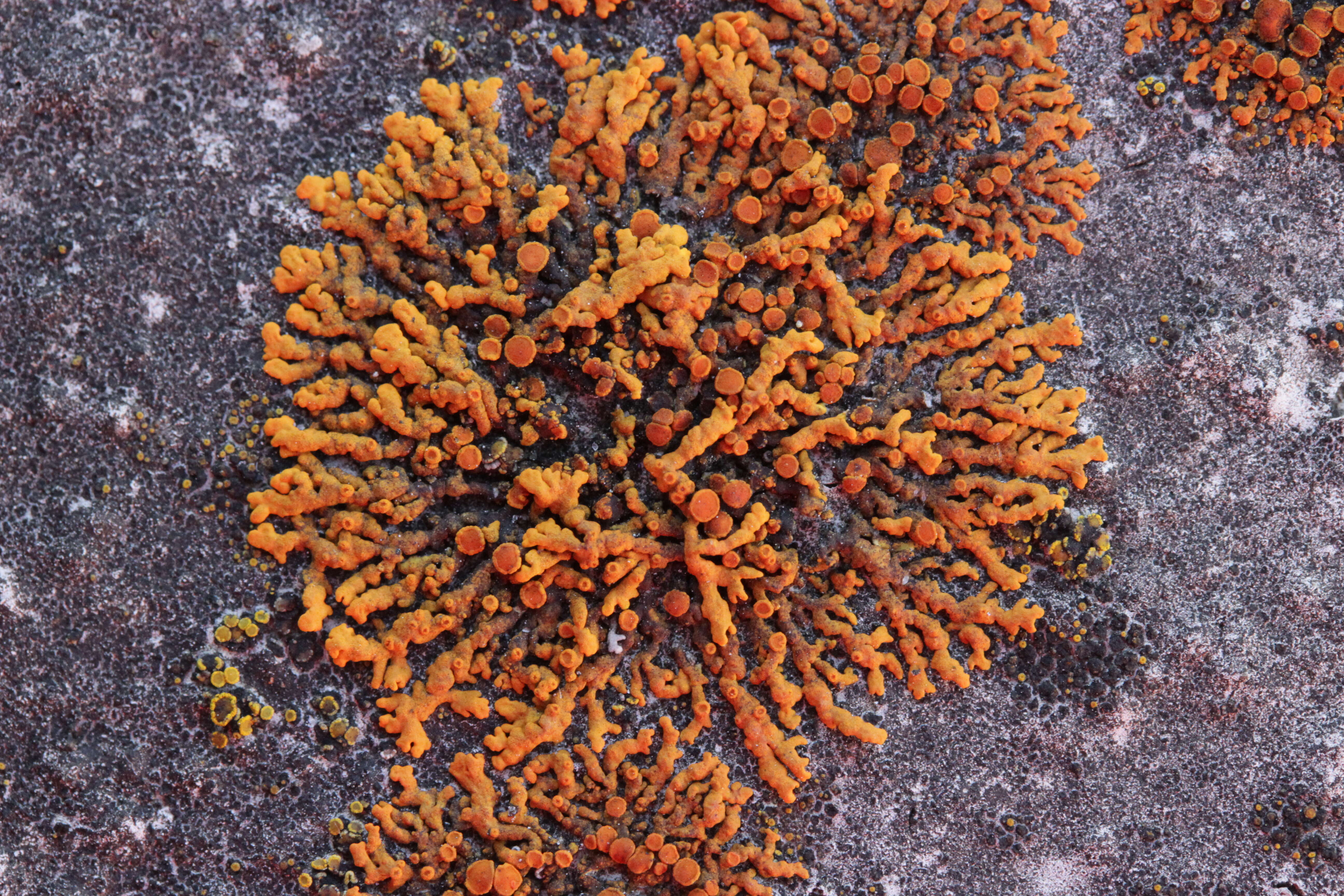 Image of elegant orange wall lichen