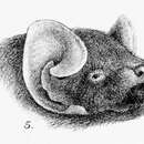 Image of Common Butterfly Bat