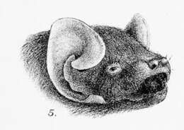 Image of Common Butterfly Bat