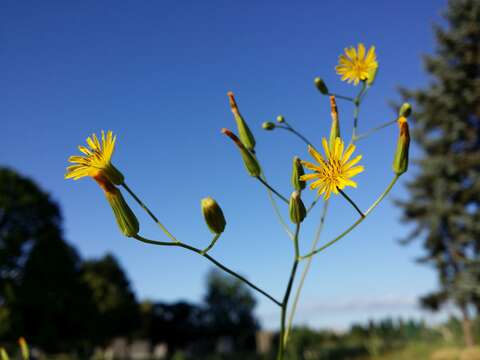 Image of smallflower hawksbeard