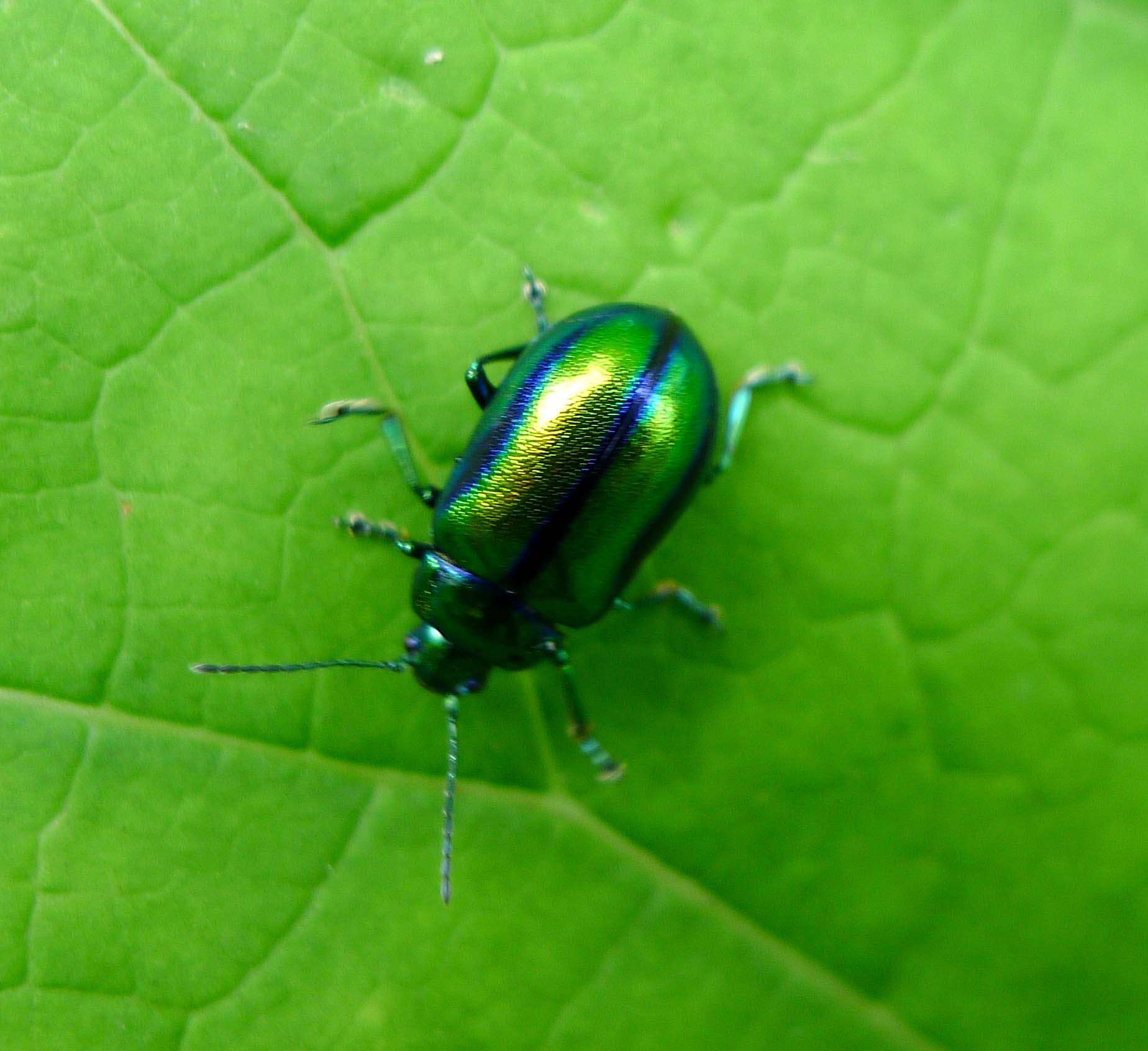 Image of Chrysolina fastuosa