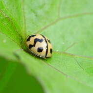 Image of Six-spotted Zigzag Ladybird