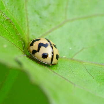 صورة Cheilomenes sexmaculata (Fabricius 1781)