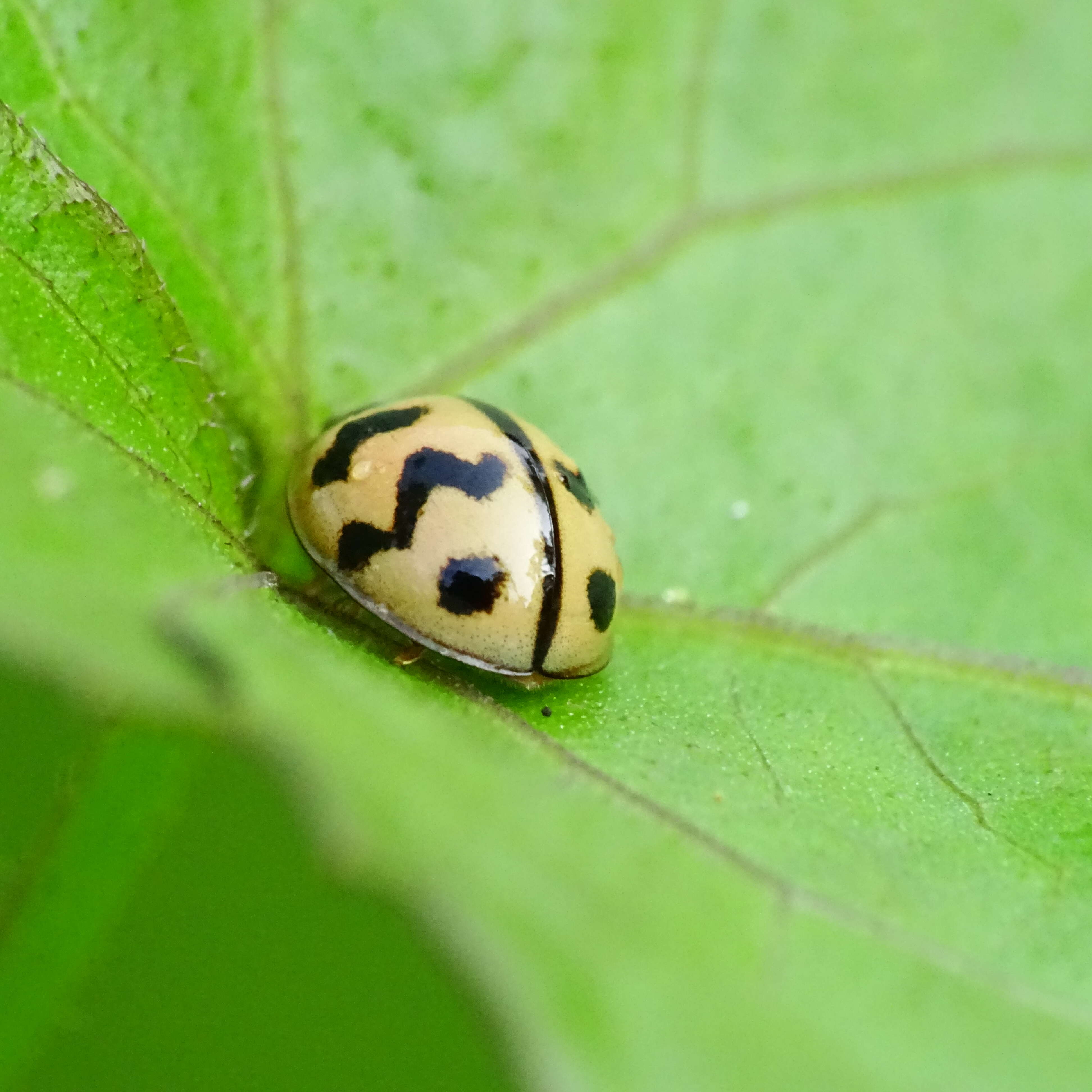 Image of Six-spotted Zigzag Ladybird