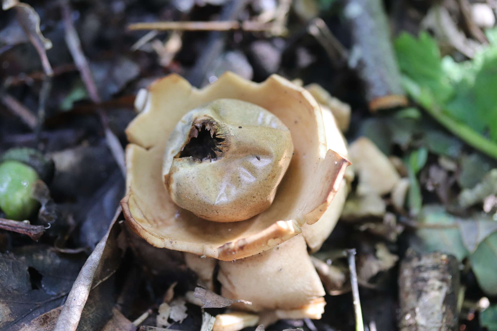 Image of Collared Earthstar