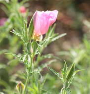 Imagem de Oenothera tetraptera Cav.