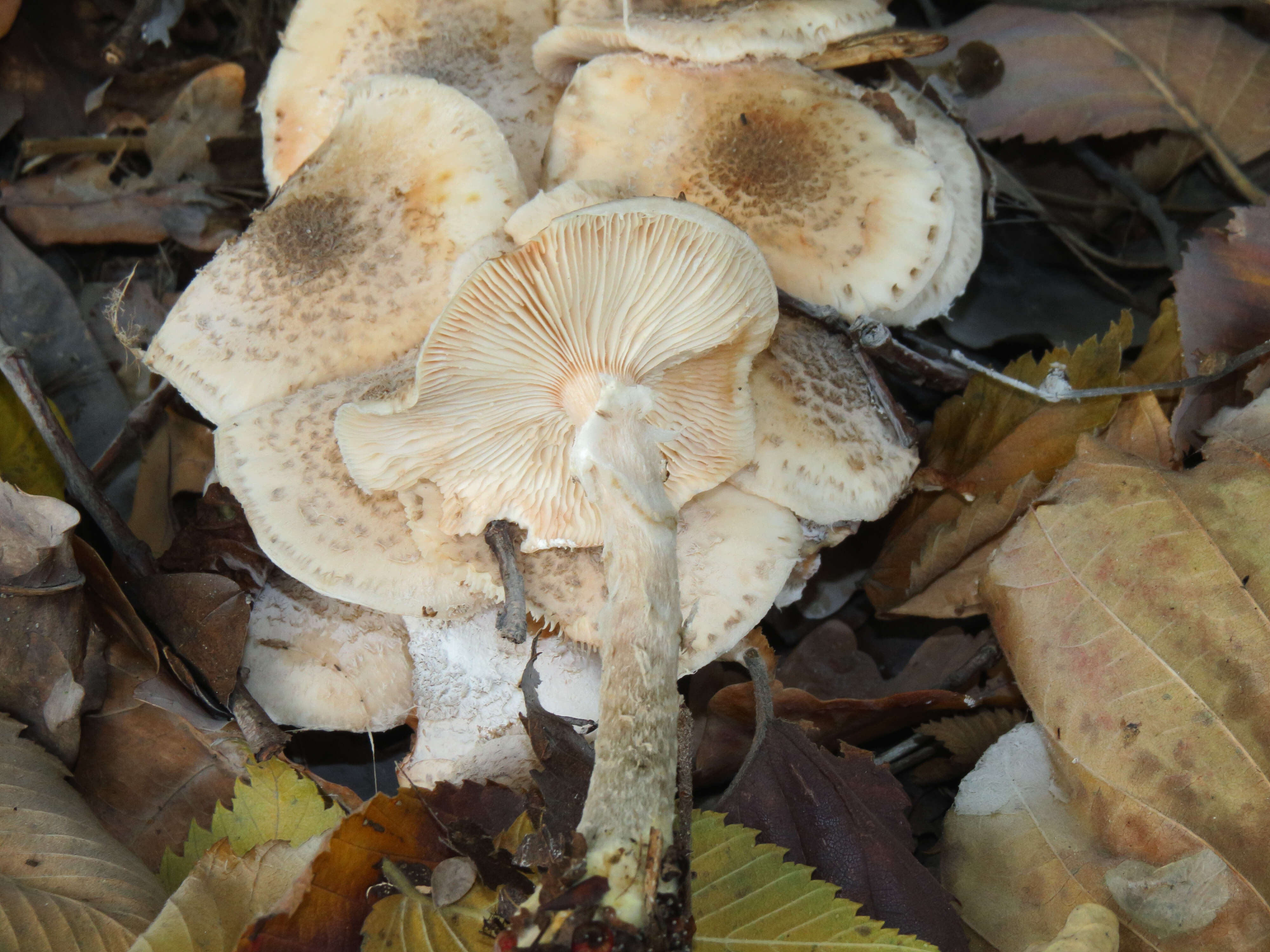 Image of Honey Fungus