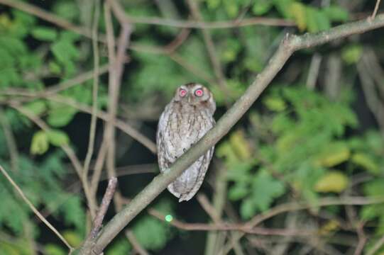 Image of Guatemalan Screech-owl