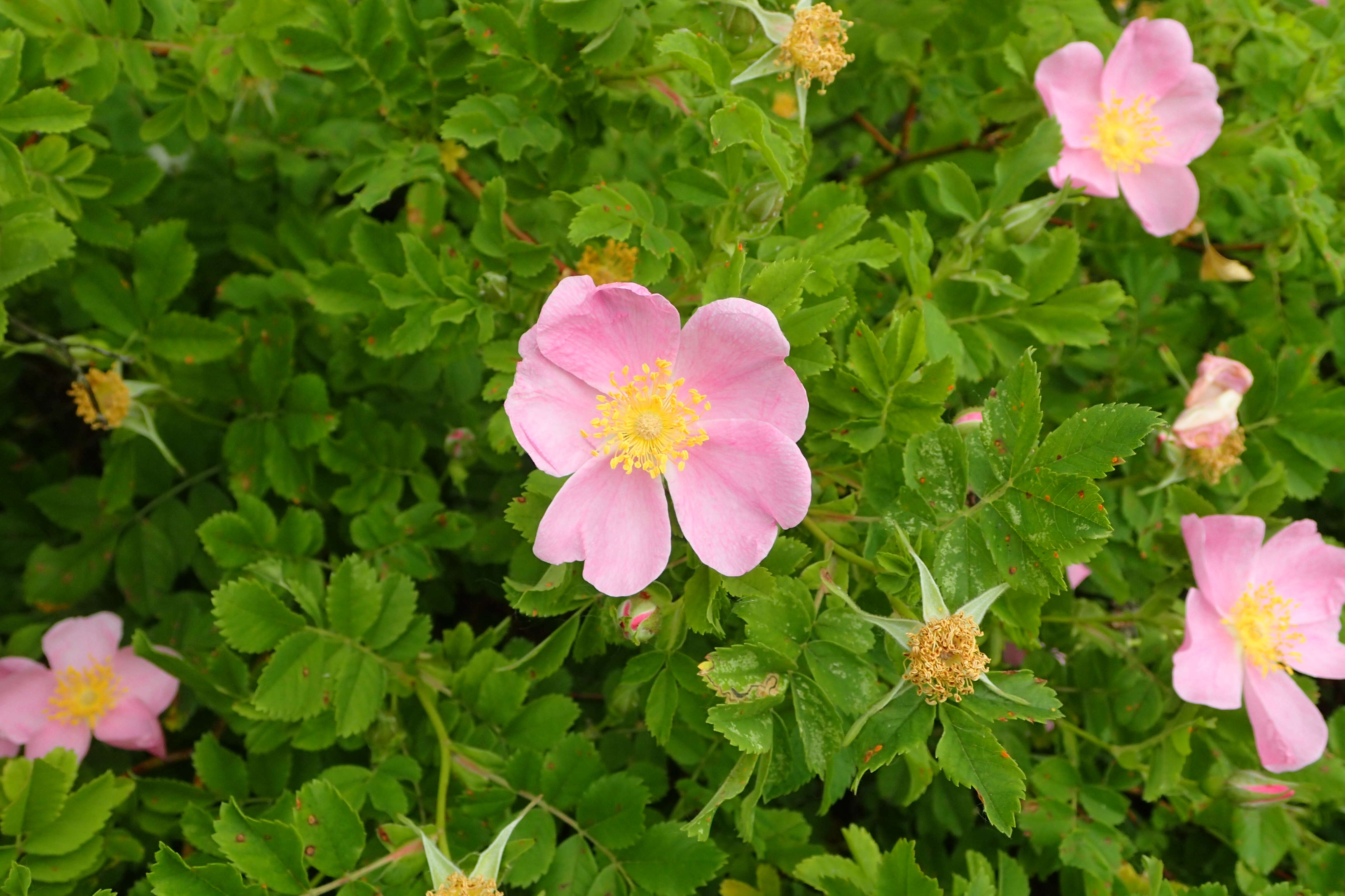 Image of prairie rose