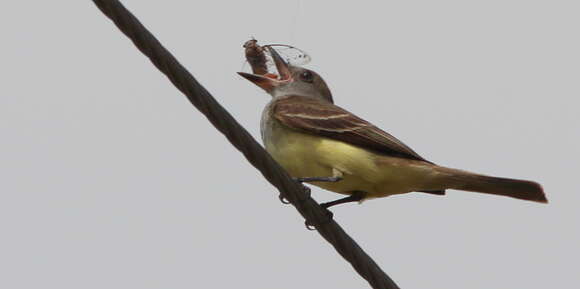 Image of Great Crested Flycatcher