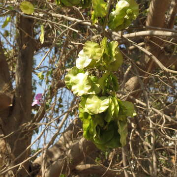 Holoptelea integrifolia (Roxb.) Planch. resmi