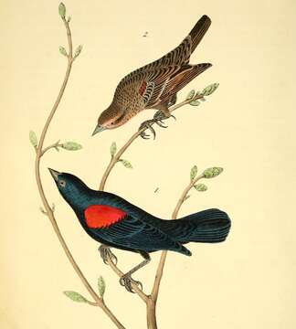 Image of Red-shouldered Blackbird