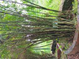 Image of hedge bamboo