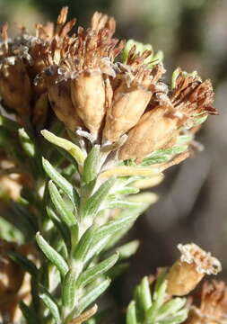 Image of Oedera genistifolia (L.) A. A. Anderberg & K. Bremer