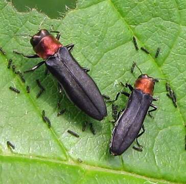 Image of Red-necked Cane Borer