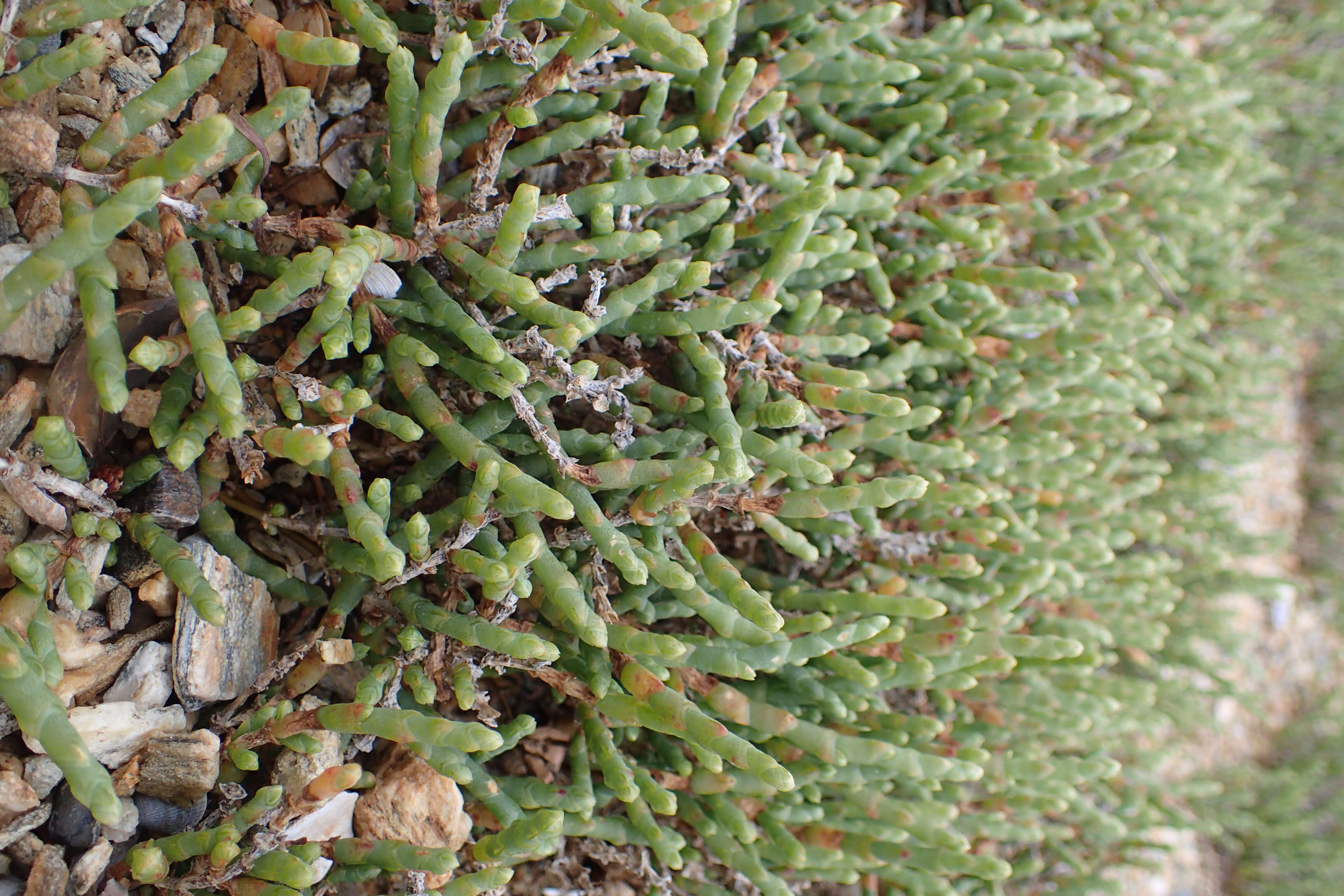 Image of Salicornia quinqueflora subsp. quinqueflora