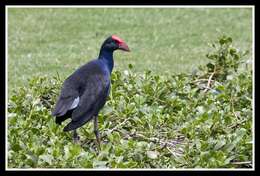 Image of Australasian Swamphen