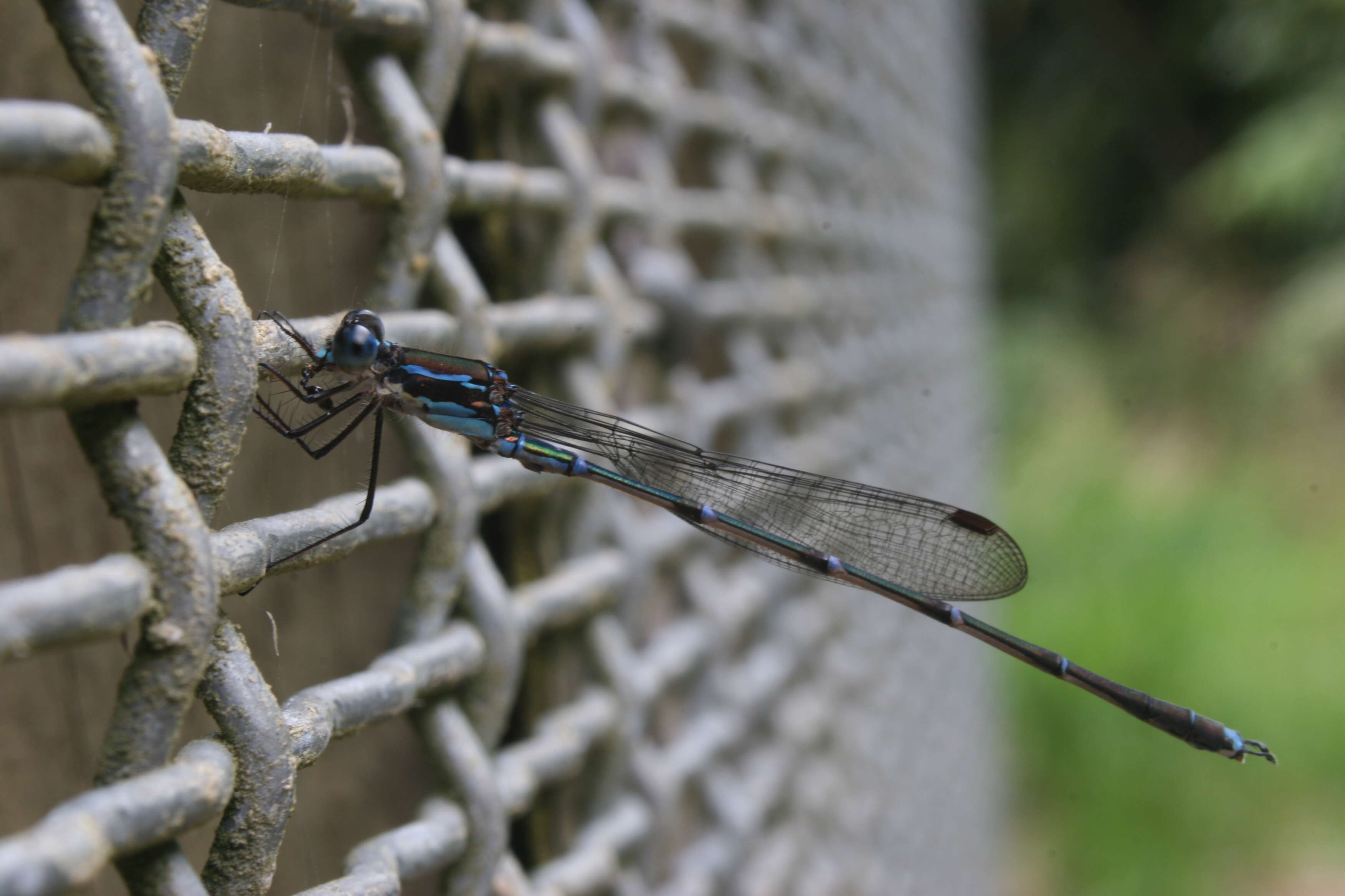 Sivun Austrolestes colensonis (White ex White & Gardiner Butler 1846) kuva