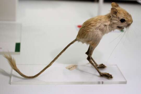 Image of Mongolian Five-toed Jerboa