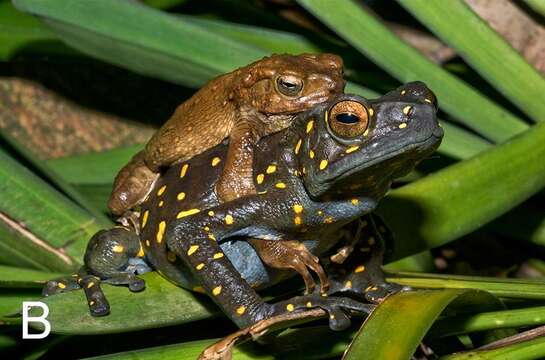 صورة Rentapia flavomaculata