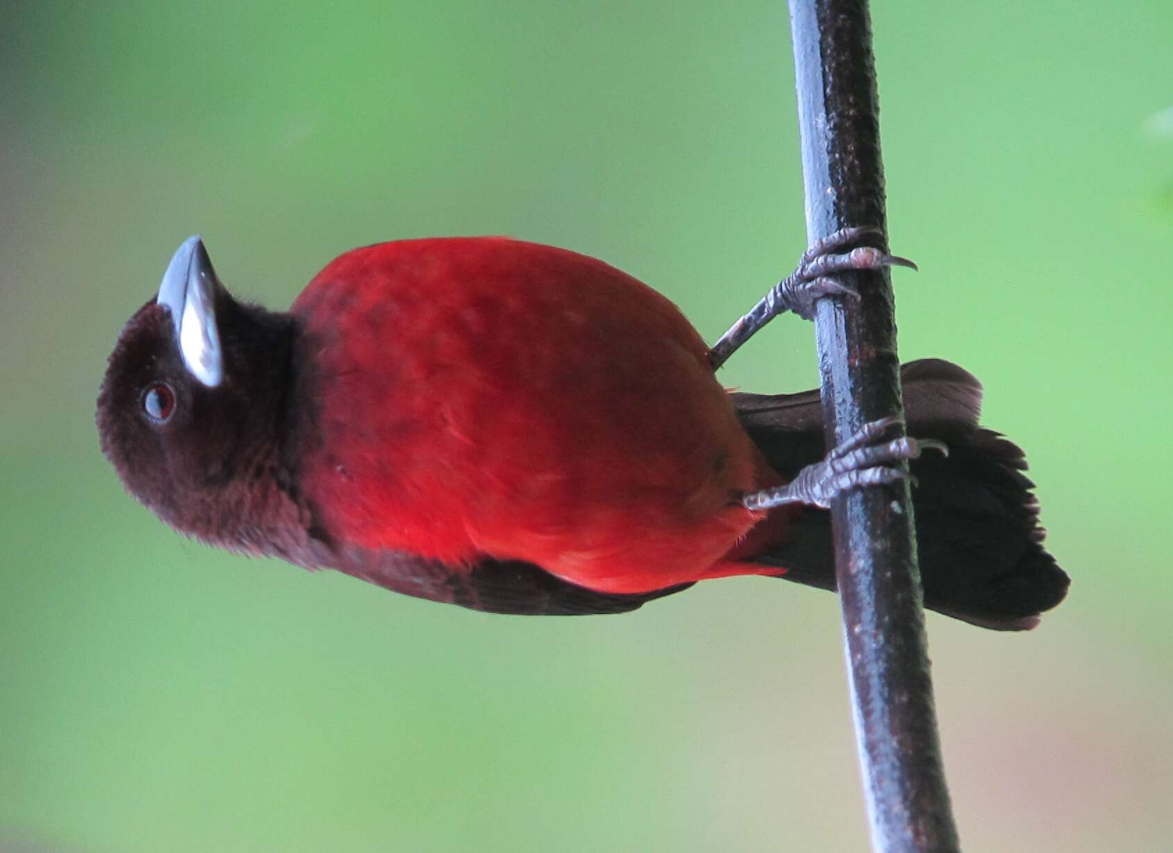 Image of Crimson-backed Tanager