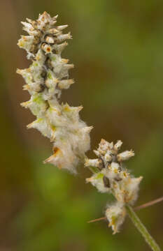 Image of plains snakecotton