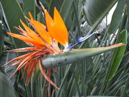 Image of Bird of paradise plant