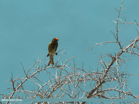 Image of Fire-fronted Serin