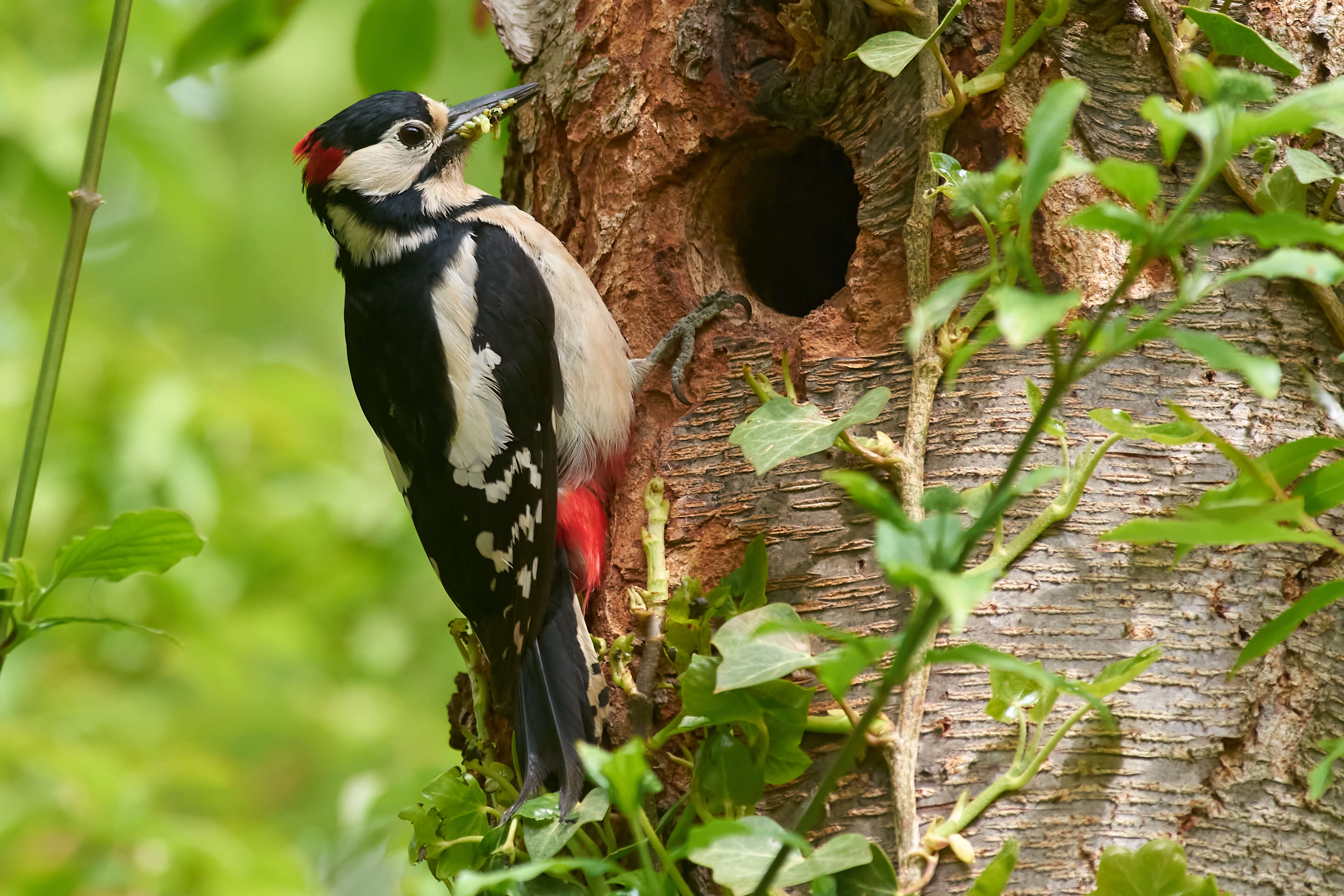 Image of Great Spotted Woodpecker