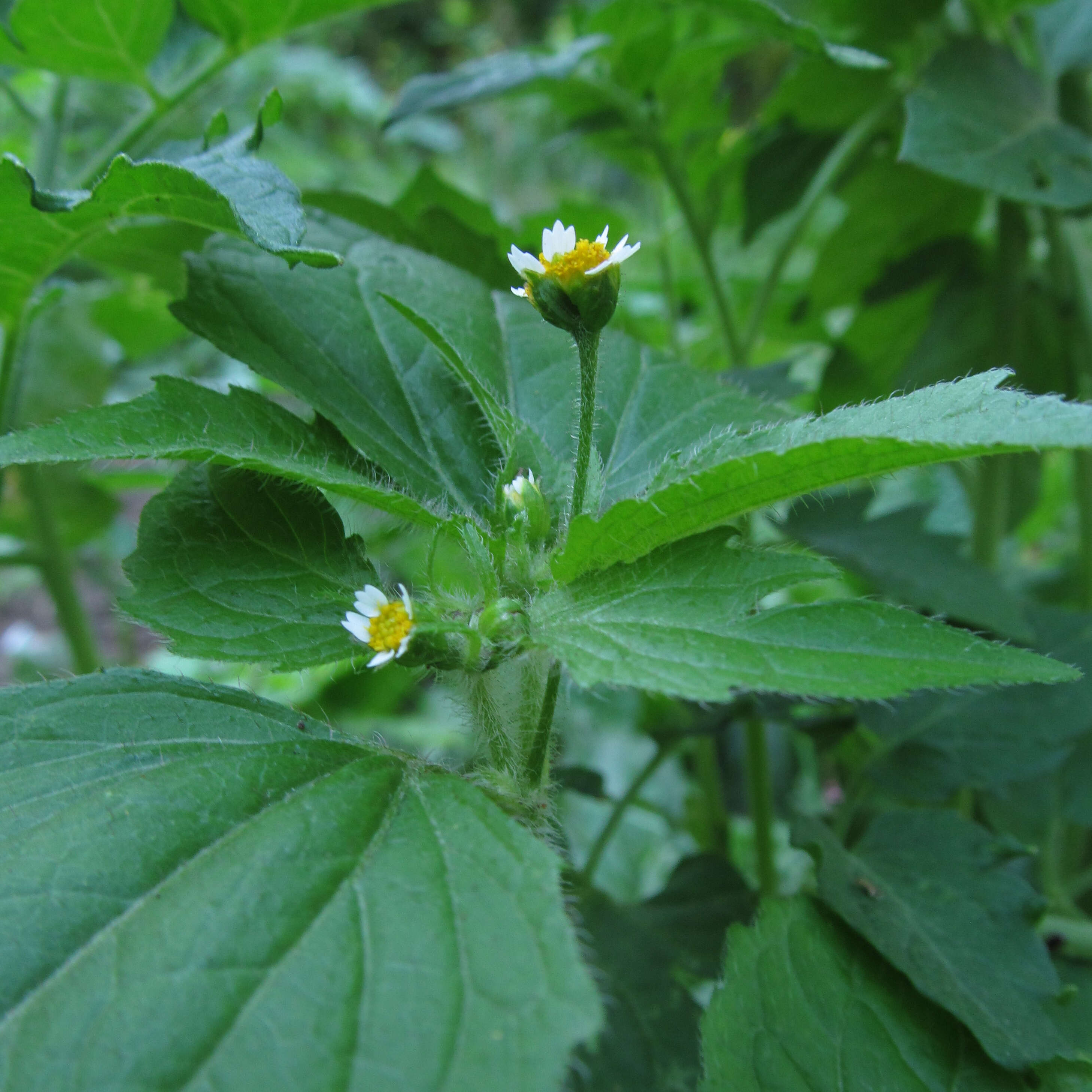 Galinsoga parviflora Cav. resmi