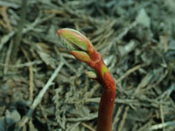 Image of flytrap dogbane