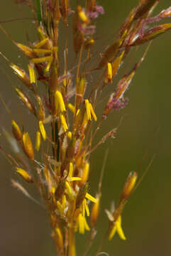 Image of Indiangrass