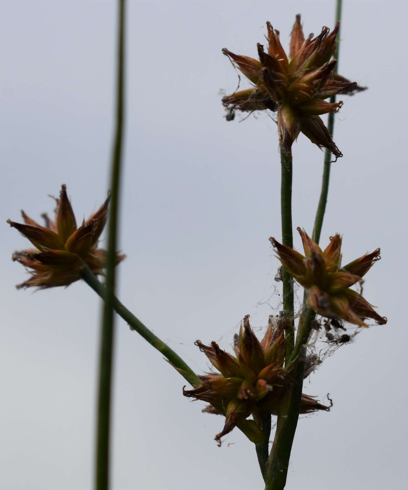 Sivun Juncus nodosus L. kuva