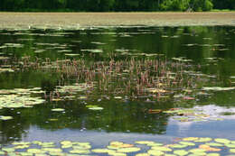 Image of twoleaf watermilfoil