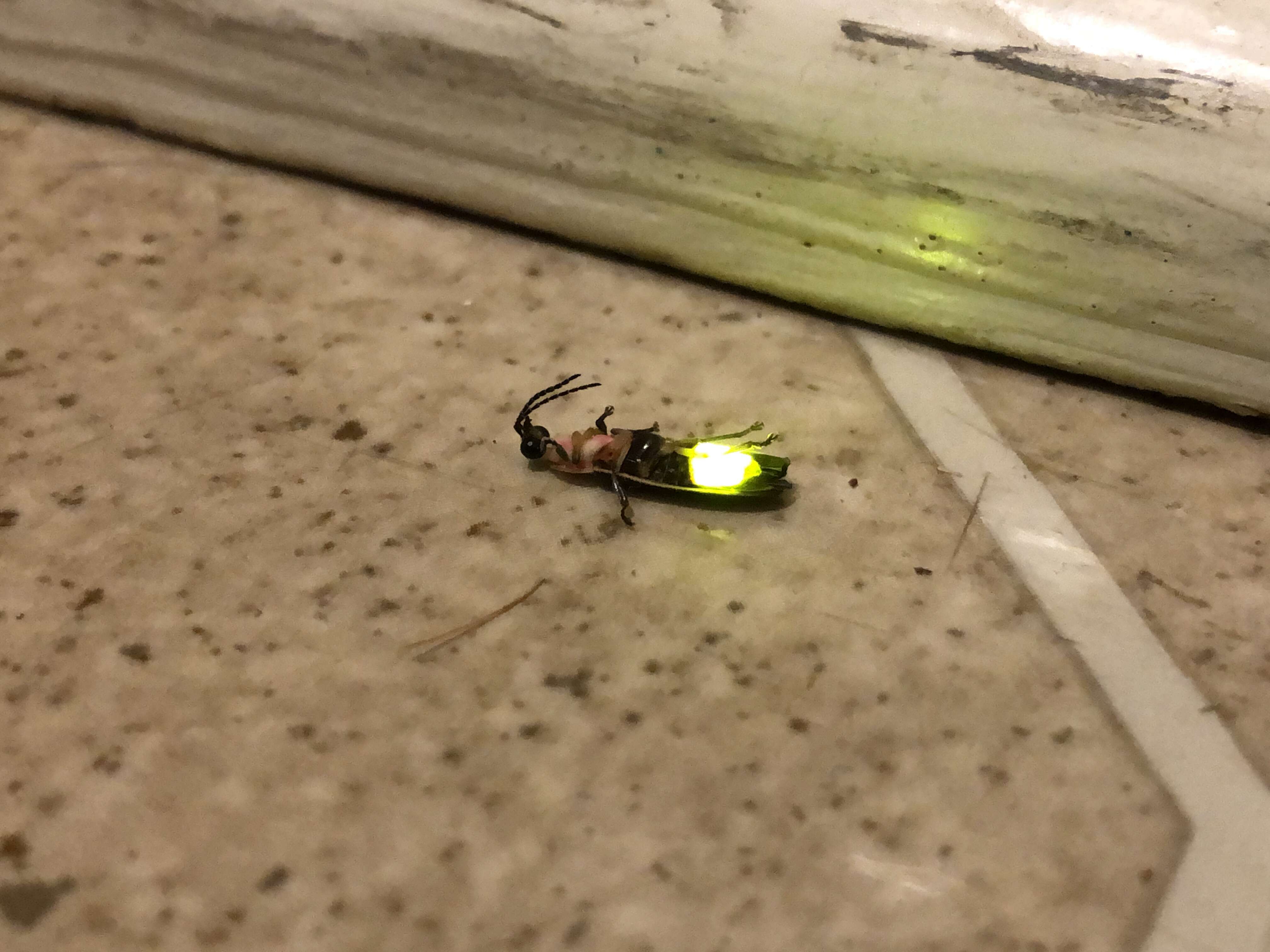 Image of common eastern firefly