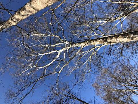 Imagem de Platanus occidentalis L.