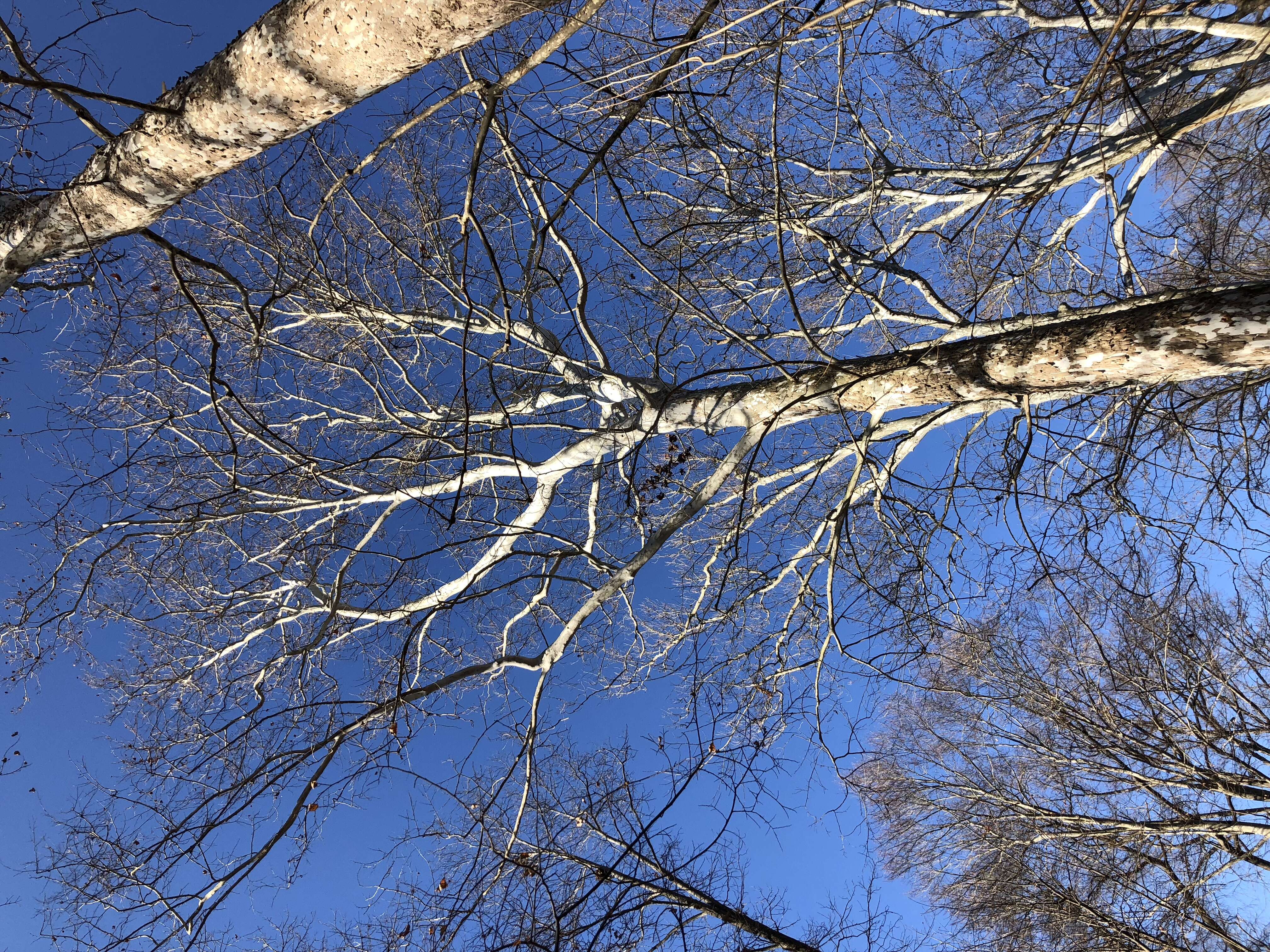 Imagem de Platanus occidentalis L.