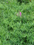 Image of Everlasting pea