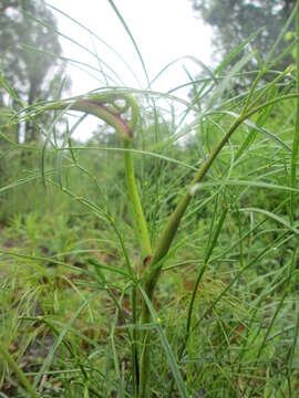 Peucedanum officinale L. resmi