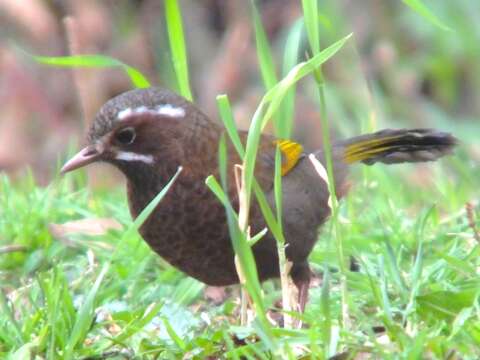 Image of White-whiskered Laughingthrush